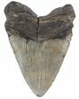 Bargain, Megalodon Tooth (Repaired) - South Carolina #48858-2
